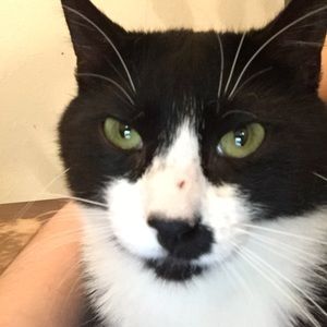 Meet your Posher, Jett